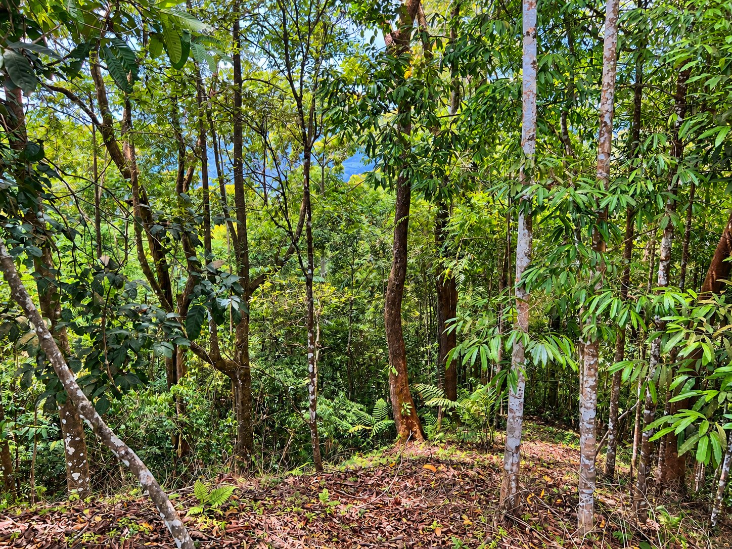 Tinamastes Mountain Escape | Cool Climate, Nature & Endless Potential