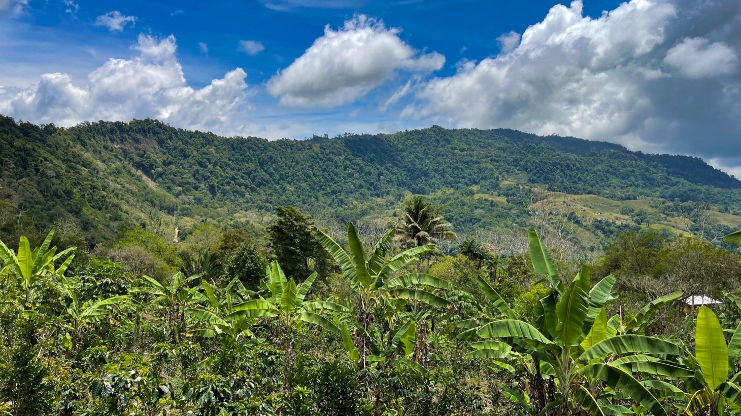 Mountain View Land with Several Building Sites and Mature Fruit Trees