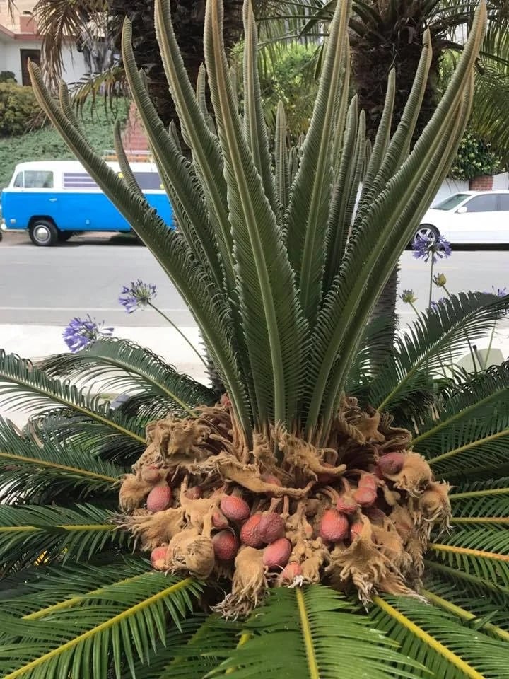 Sago palm with clusters of reddish nuts at the base of its fronds.