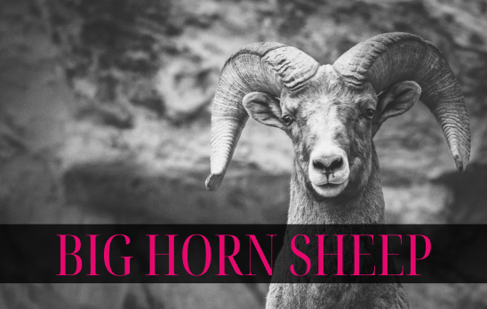Big Horn Sheep at Garden of the Gods