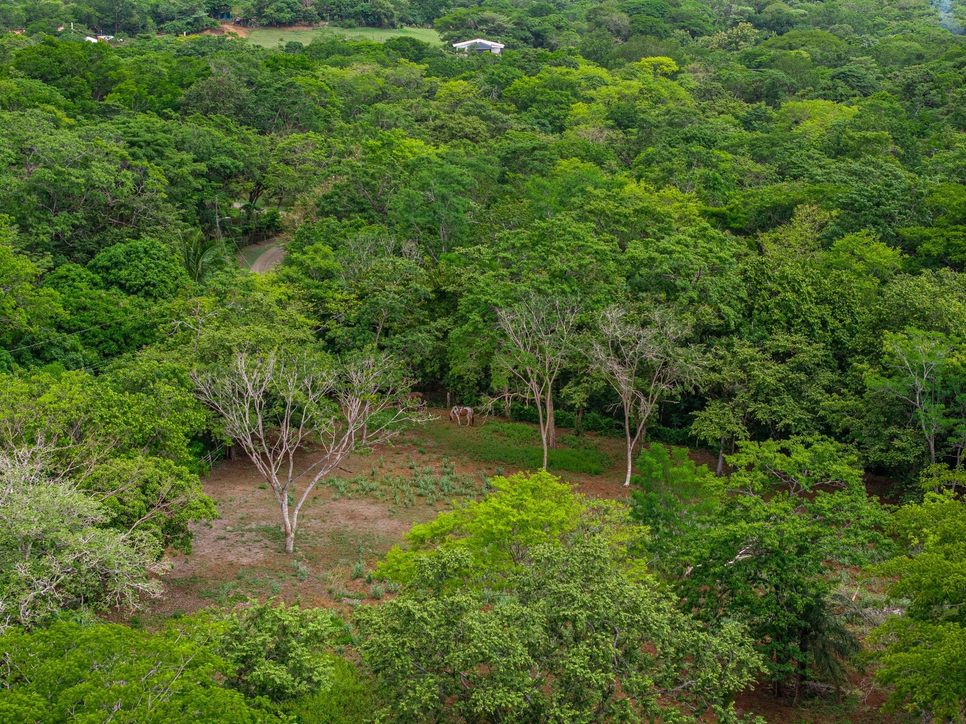 Hammock Plantación | Spacious Agricultural Land Near Playa Negra