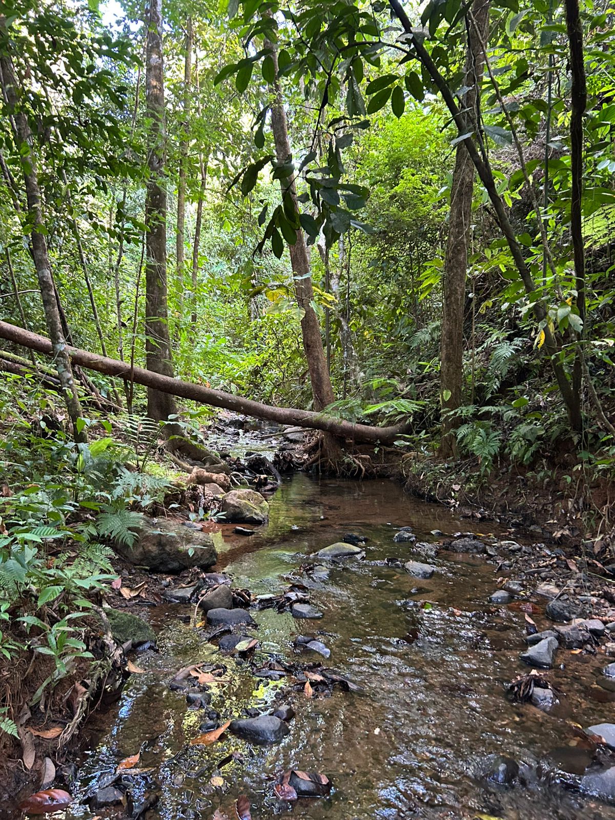 67 acres development (15 titled lots) with breathtaking views in Sierpe