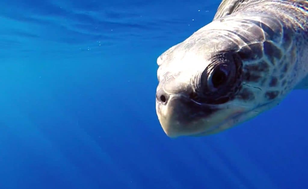 Exploring the deep blue of Los Cabos
