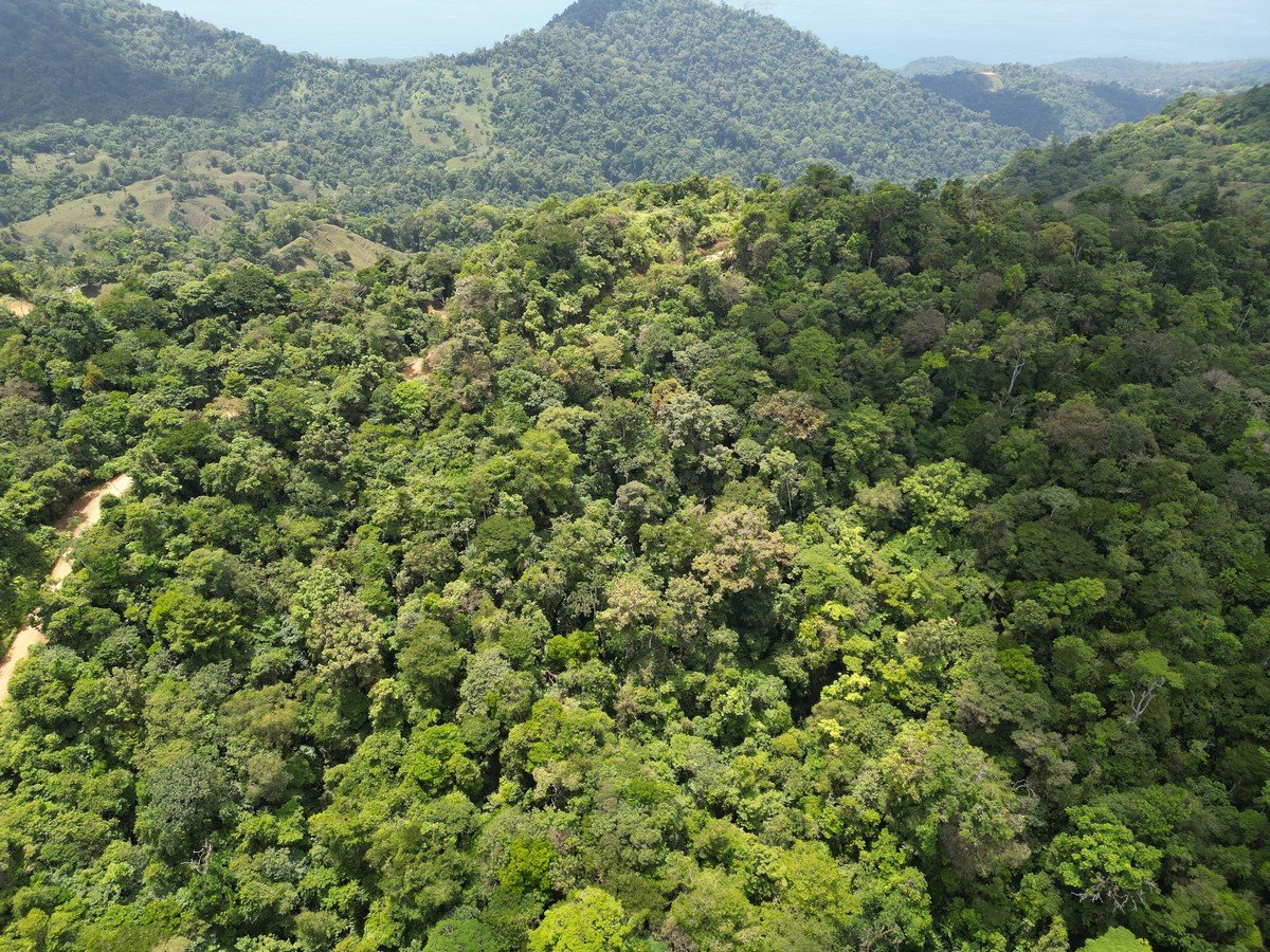 32 ACRES – Mountain Land With Spring, Jungle & Usable Space!!!!