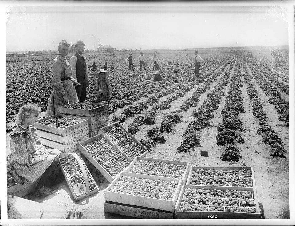 Strawberry pickers in a Bell field around 1910 in a historical photograph