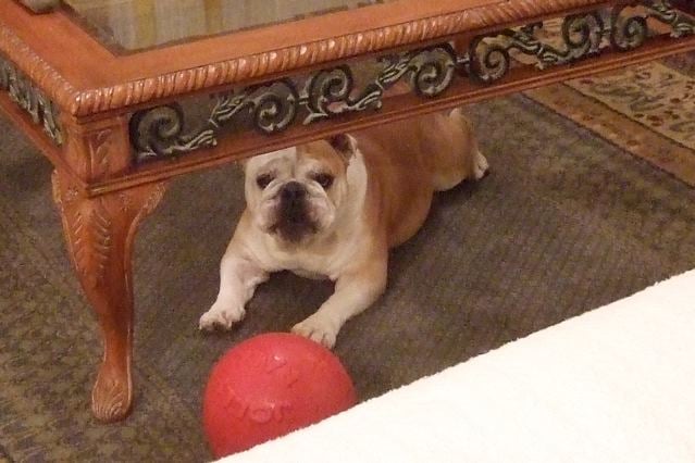 A bulldog crouches beneath an ornate wooden table beside a red ball.
