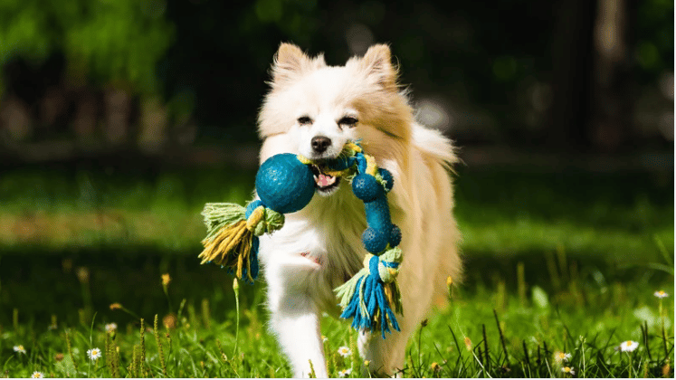 Cream-colored dog runs through grass carrying a blue-and-green rope toy.