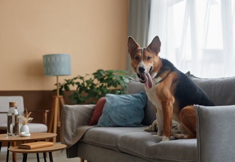 8 Home Features Dog Owners Love