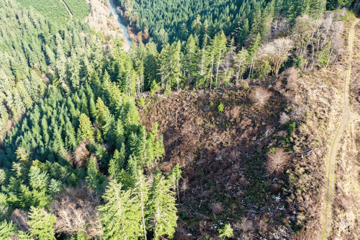 Smith River Back Woods