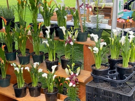 Green City Market - Lincoln Park