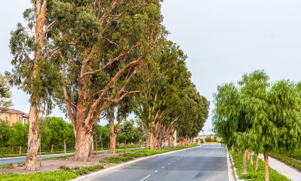 Eastwood Village Irvine: Discovering Orange County's Newin est Community with Resort-Style Living 2025