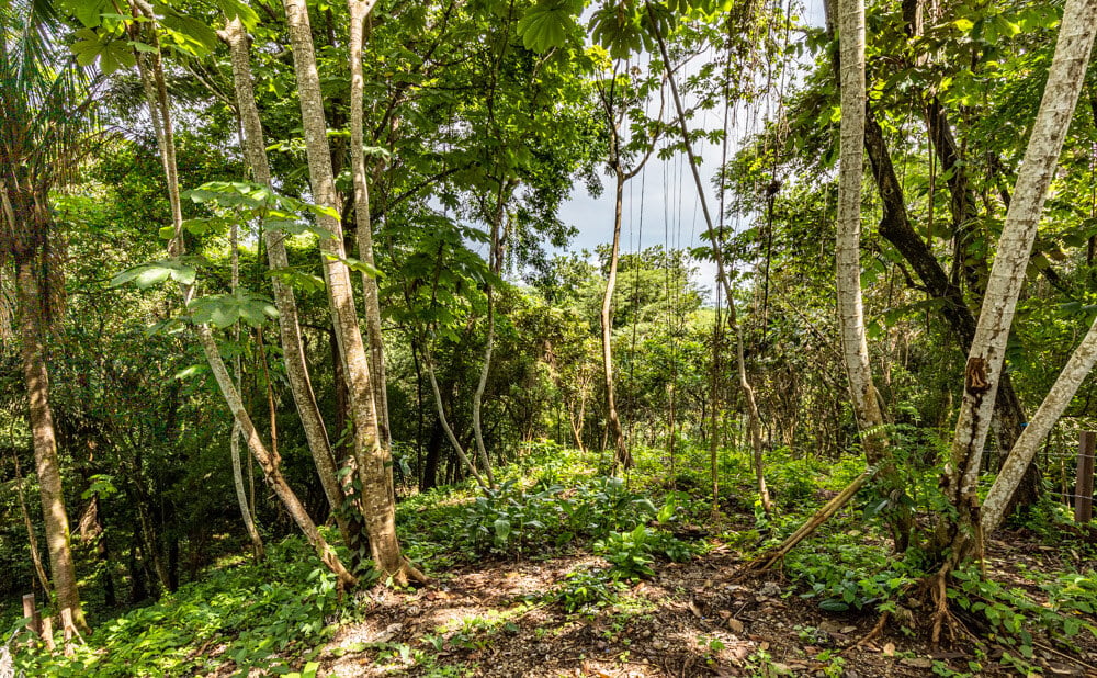 Wooded Jungle Building Lots, Nosara, Guanacaste