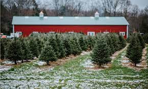 Cut-Your-Own Christmas Tree Farms, and fresh-cut stands in Fairfield County, Connecticut