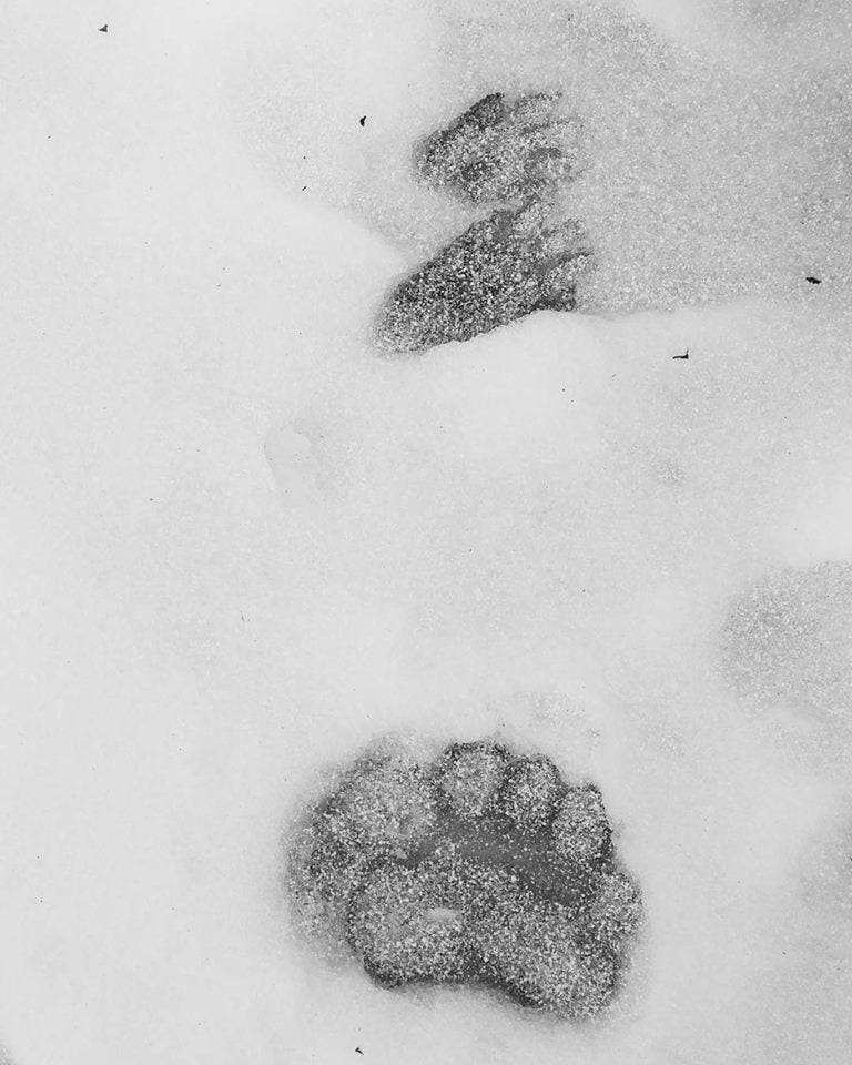 Two large bear paw prints pressed into snow.