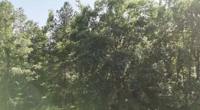 A Premium 230 Acre Hunting Tract in Franklin County, MS!