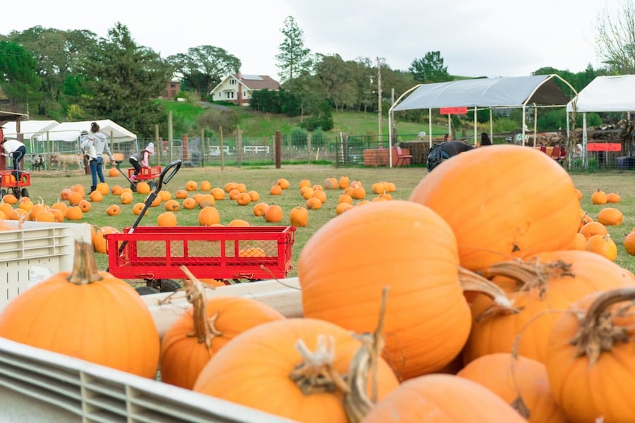 7 Fall Flavors in Sonoma County (And Where to Find Them)