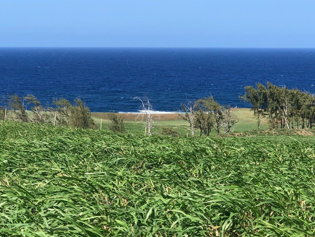 NORTH KOHALA LOT #306