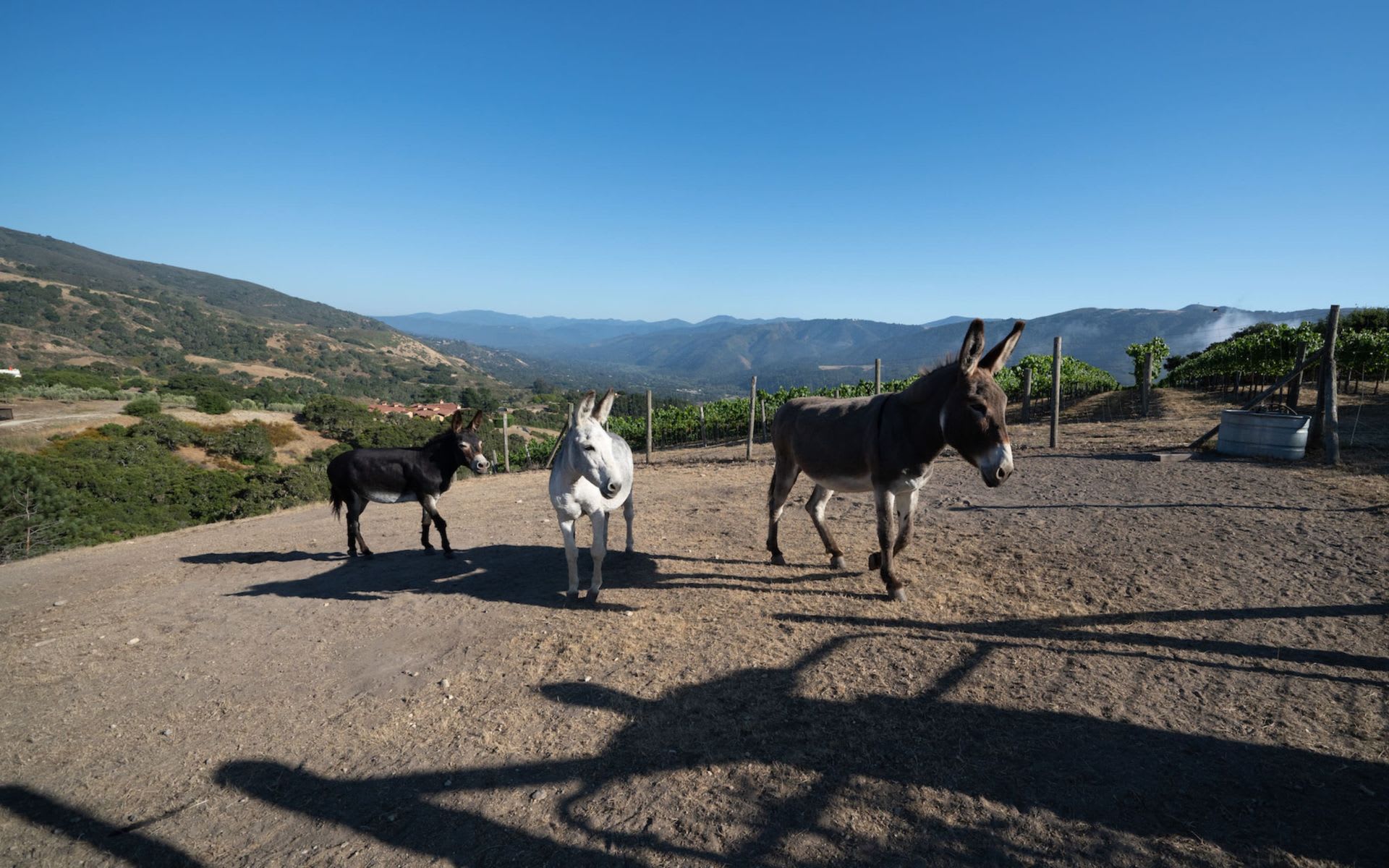 Diamond T Ranch & Vineyards - The Talbott Estate