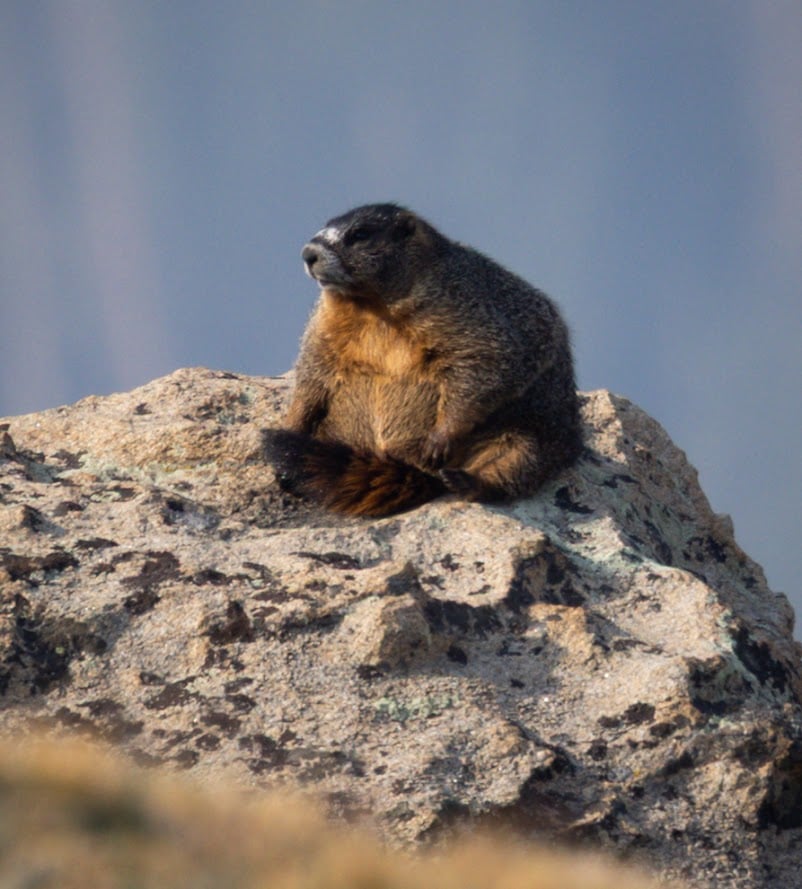 Where the Road Meets the Sky: Driving Trail Ridge Road