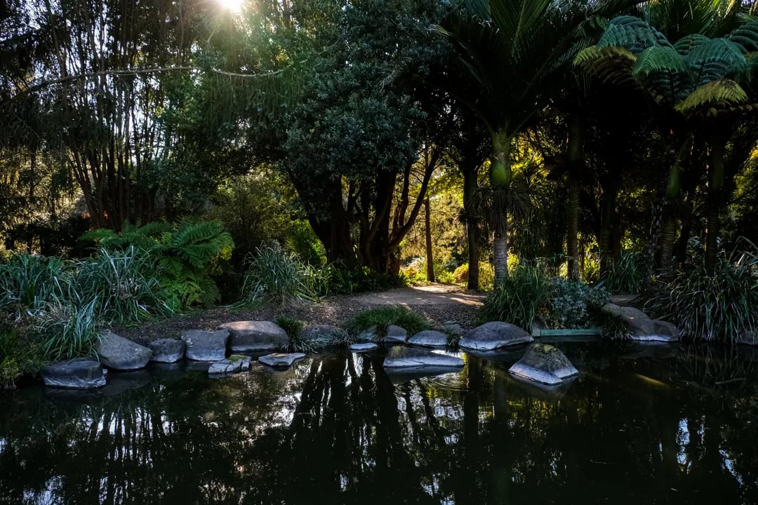 Tranquil pond with stone border surrounded by lush ferns and trees with golden sunlight filtering