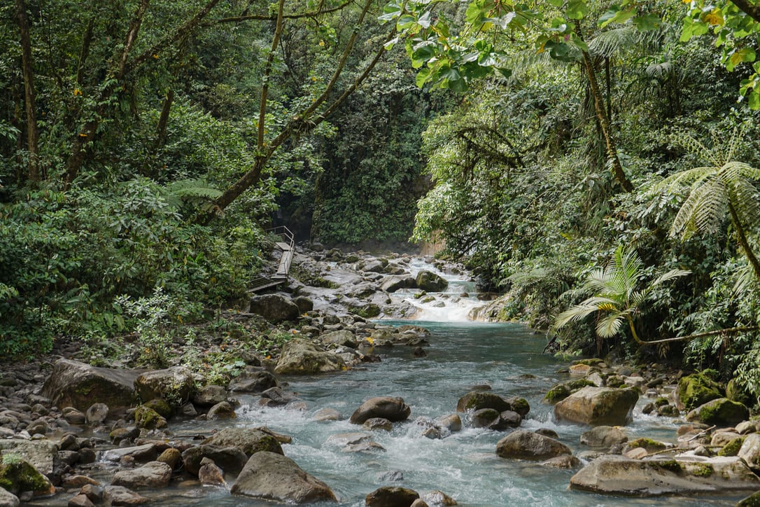 La Monarca