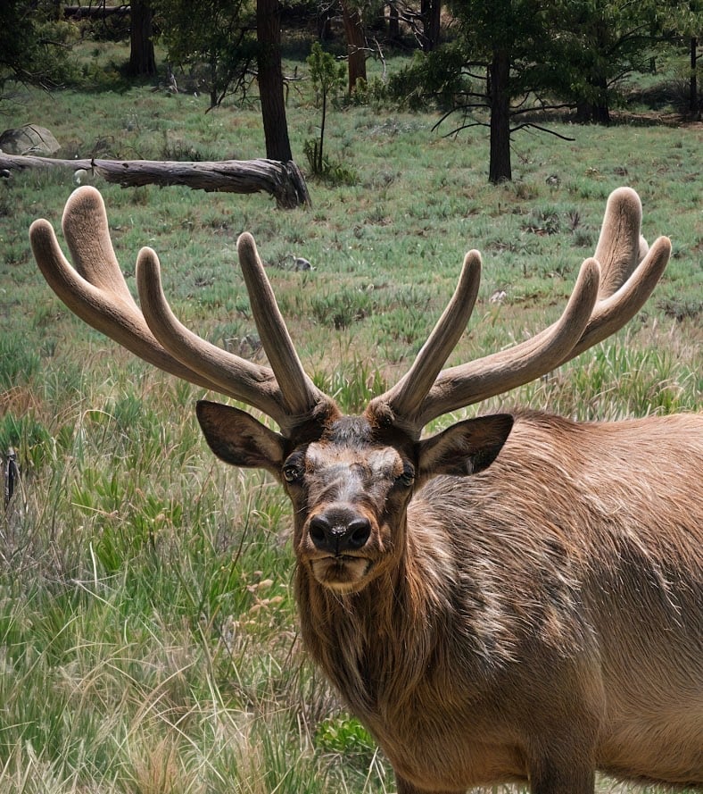 Where the Road Meets the Sky: Driving Trail Ridge Road