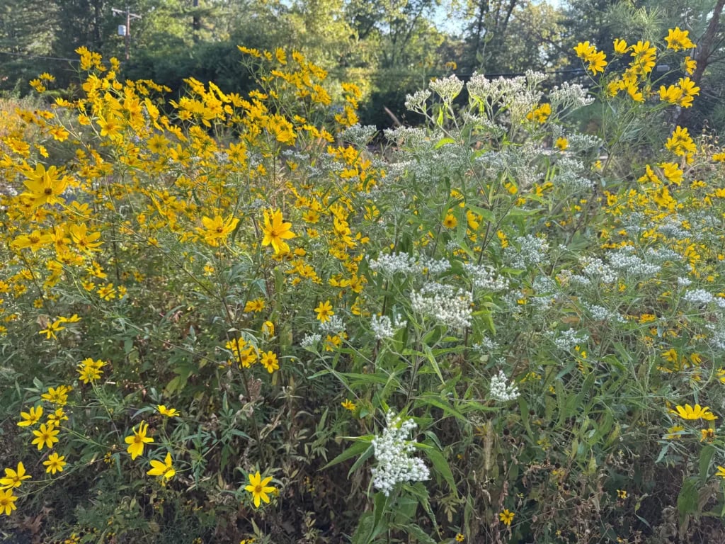 Blueprints in a basement, a pond full of koi, and a prairie with an array of wildlife 