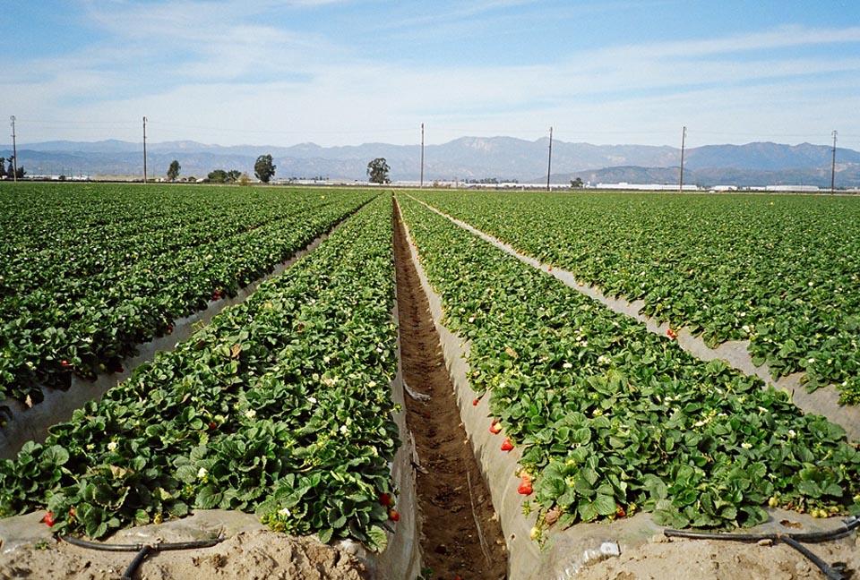Why Ventura County Still Has Roadside Farm Stands