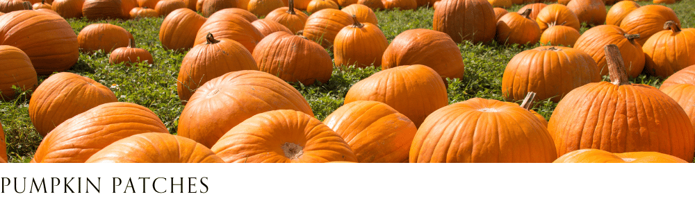 A field filled with bright orange pumpkins scattered across green grass.