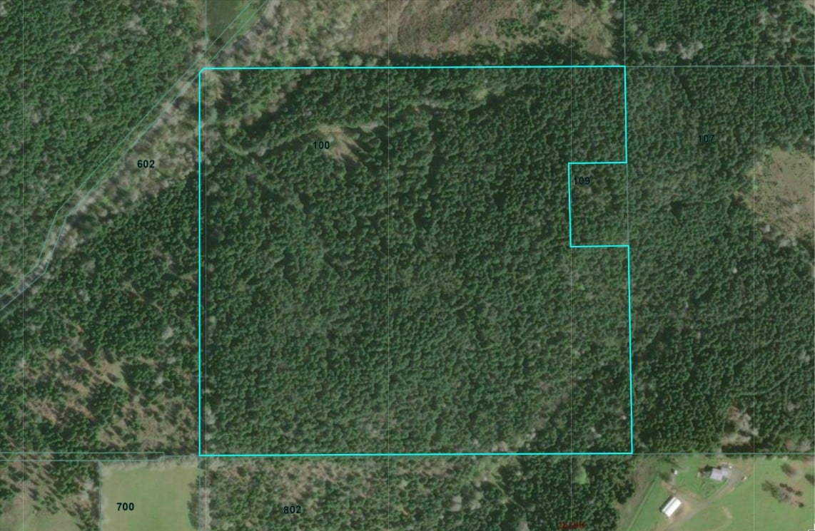 Liberty Forest Auction