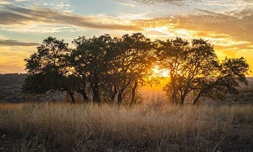 Open grassy land with mature oak trees silhouetted against a golden sunset.