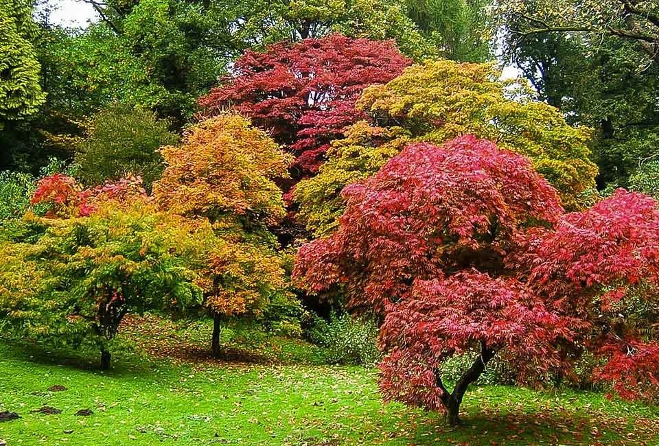 Choose Your Plants Wisely