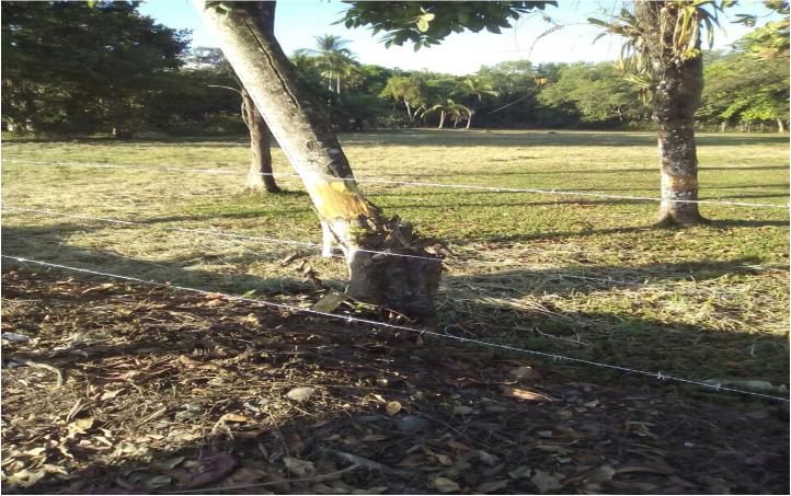 Quepos Commercial Property