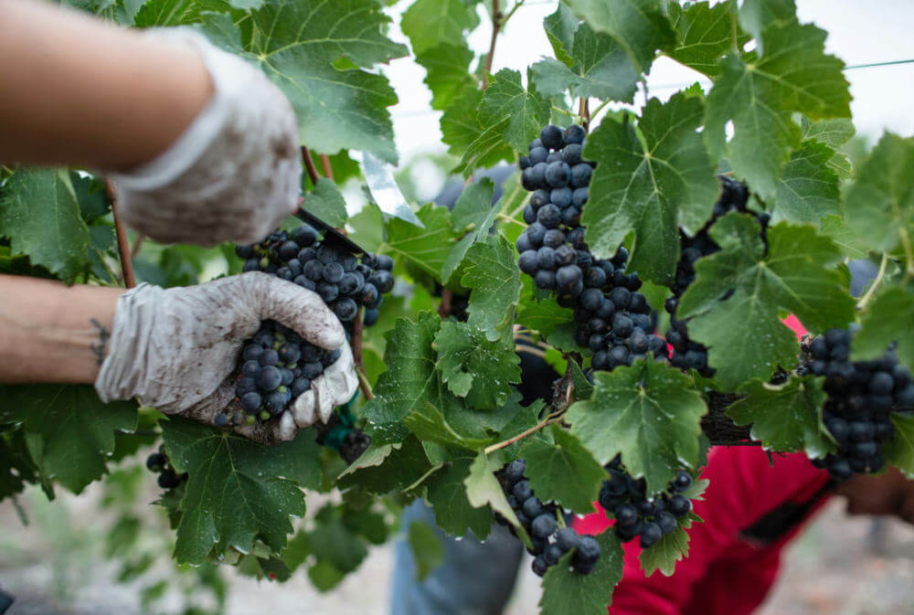 Harvesting grapes off the vine in Paso Robles, CA