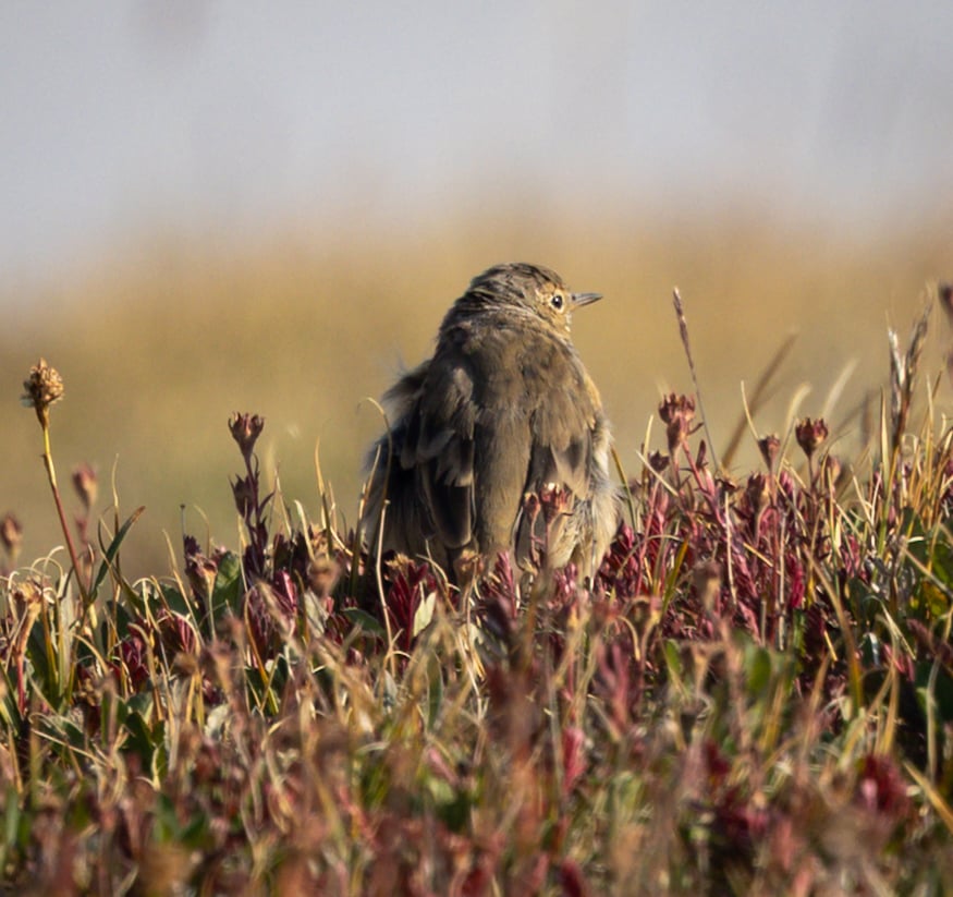 Where the Road Meets the Sky: Driving Trail Ridge Road
