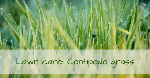Centipede Grass: Important Factors to Remember