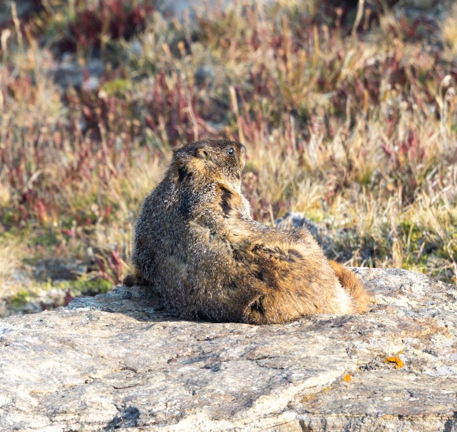 Where the Road Meets the Sky: Driving Trail Ridge Road