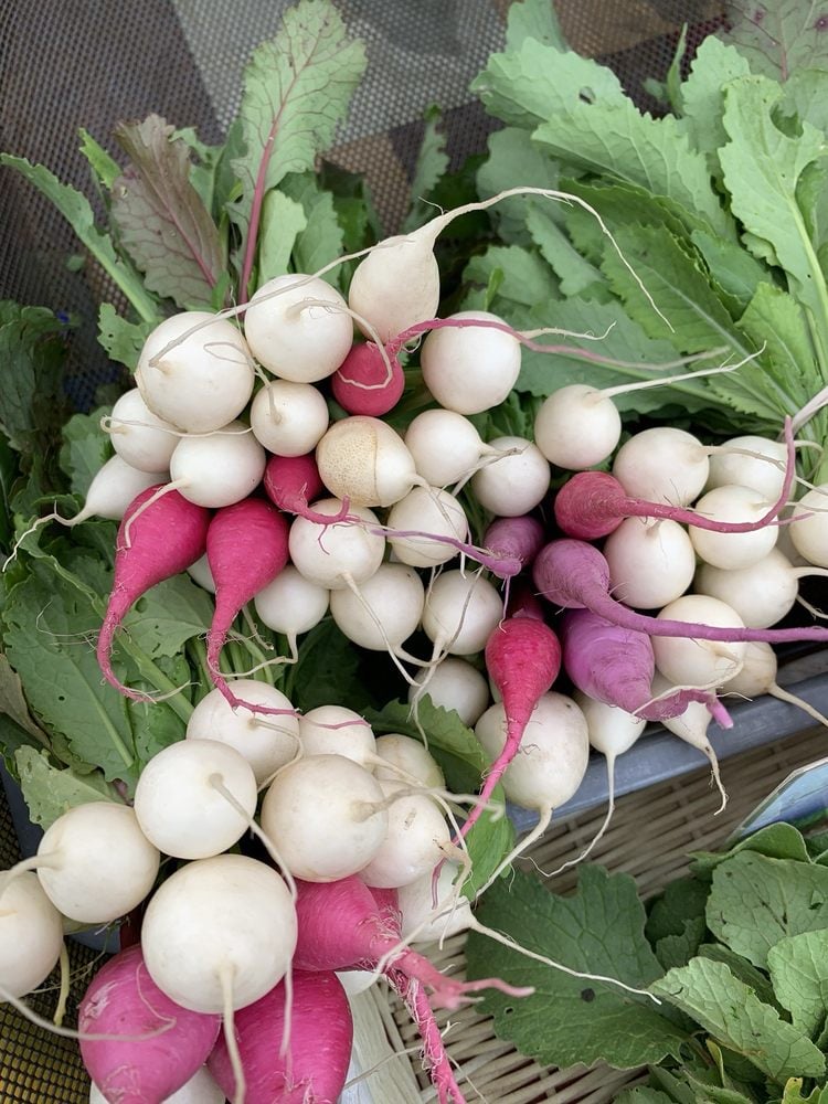 Templeton Farmers Market