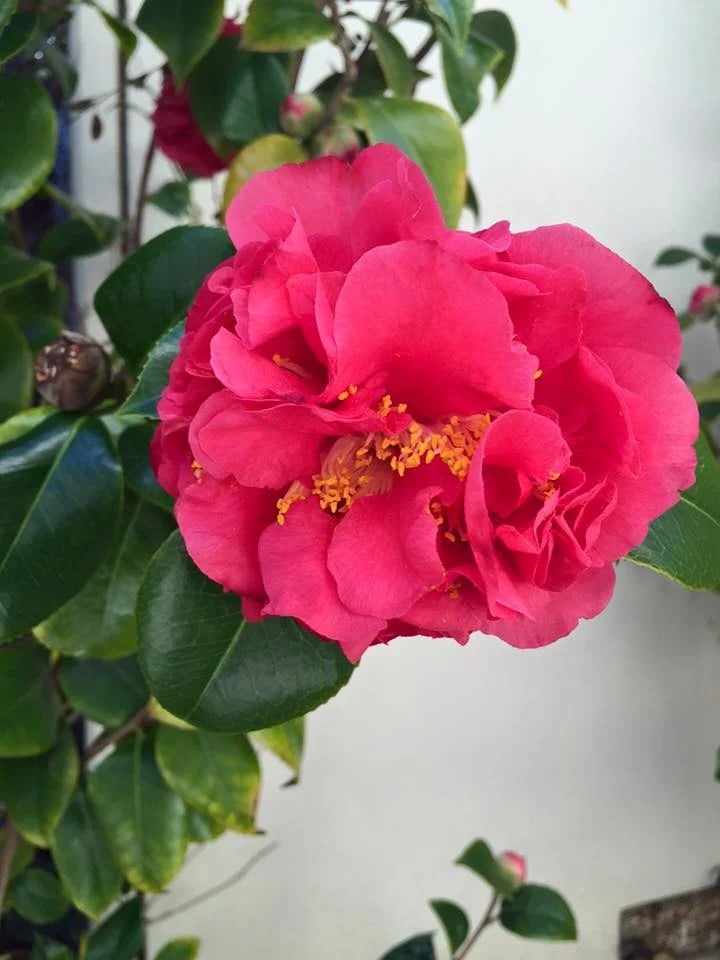 Large pink flower with layered petals and yellow stamens among glossy green leaves.