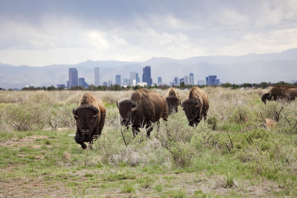 Denver Was Featured on a List Titled Best of the World: 4th Out of 8 Sustainable Destinations for 2021