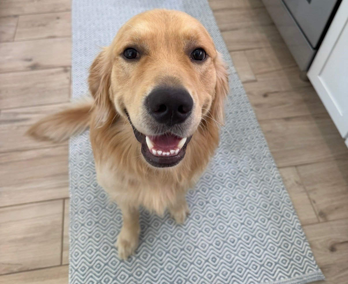 the Golden Retriever
