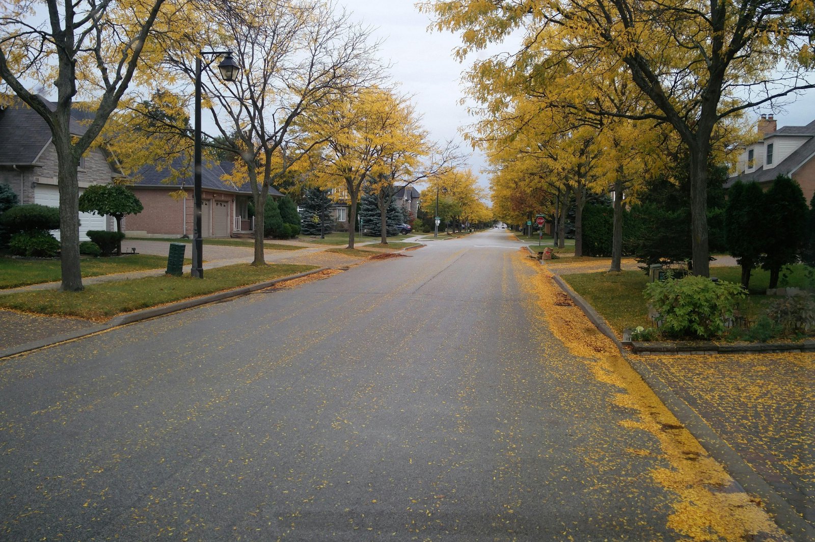 Residential street lined with homes and golden autumn trees, with fallen leaves along the road.