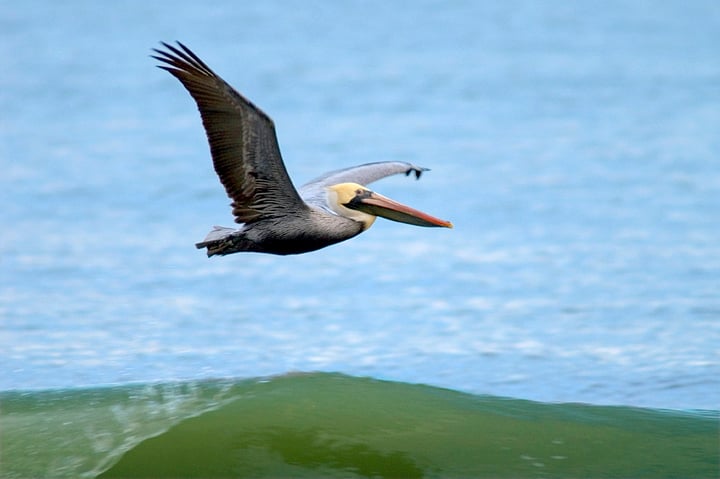 Kitty Hawk