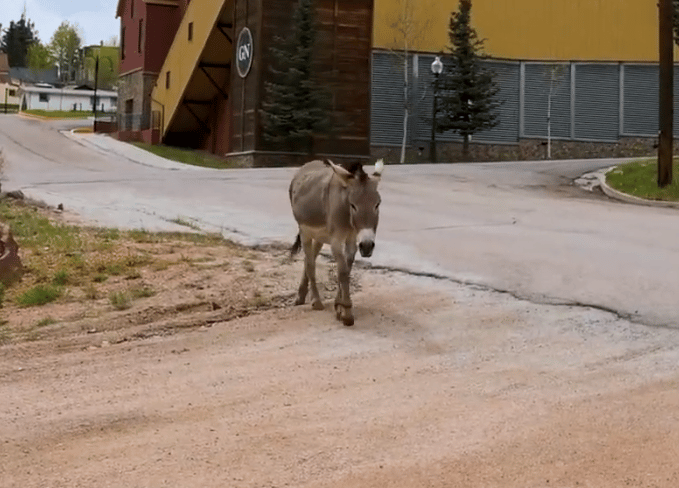 A Colorado Classic: Inside Cripple Creek’s Donkey Derby Days