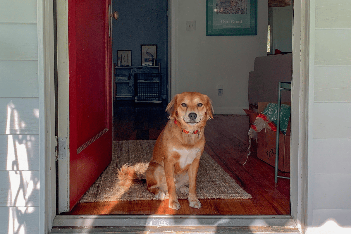 Golden retriever mix sitting calmly at the entrance of a home with a red door, wooden floors, and sunlight shining through