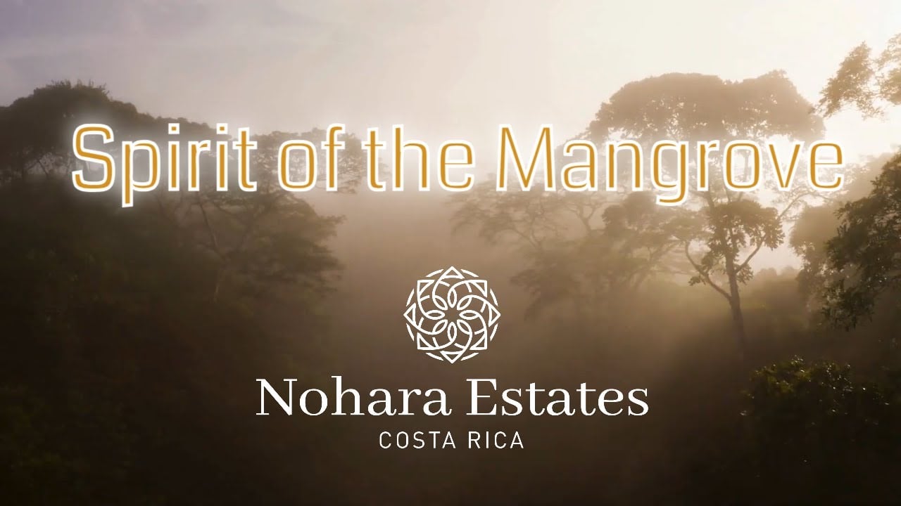 El  Mangroove embraces the spirit of the Mangrove 🌳