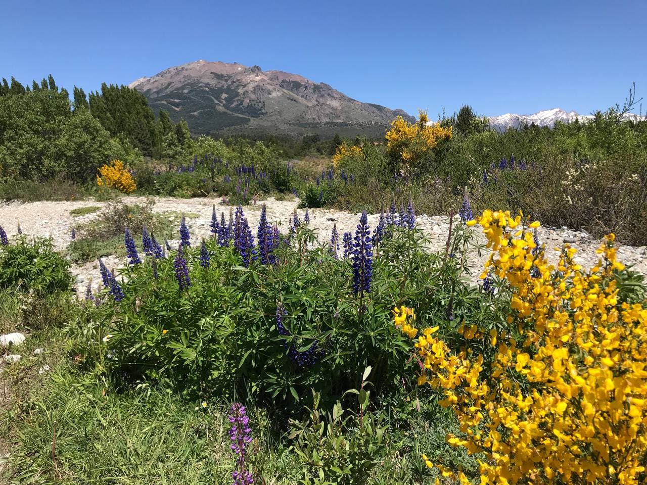 Ñireco land with purple lupines and yellow wildflowers beneath a mountain backdrop.