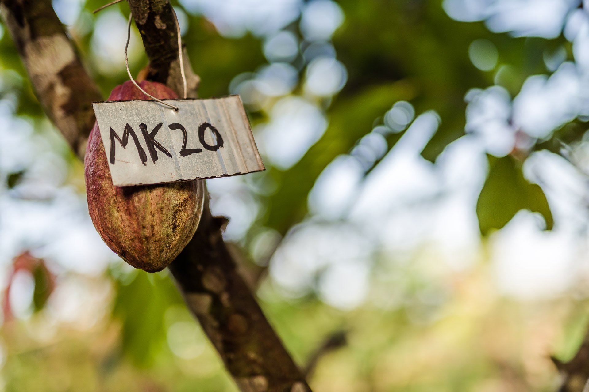 Blue Valley Cacao Farm | High-end gourmet chocolate production.