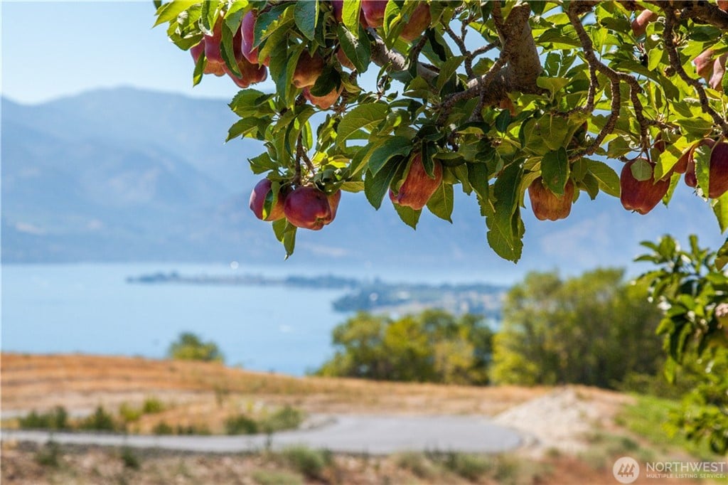 0 Winesap #Lot H