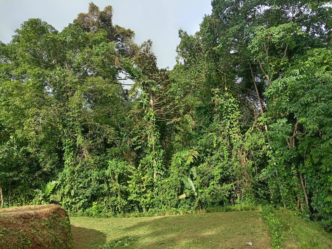 0.46 ACRES – Ocean View Land With Ready To Build Site, 2 Minutes Away From El Pavon Waterfall, Utilities On Site & Virgin Forest!!!